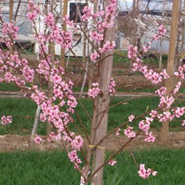 Apfelblüte